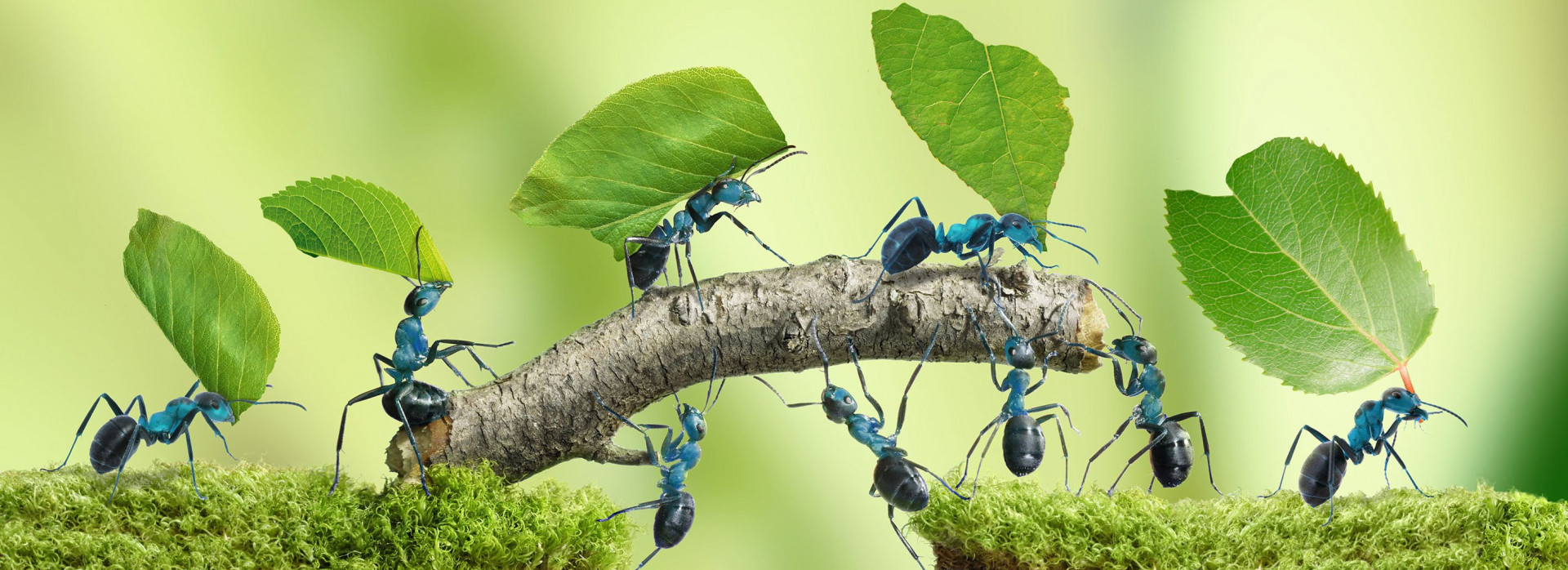 leafcutter ants,leafcutterants handling machines work just as tirelessly as leafcutter ants